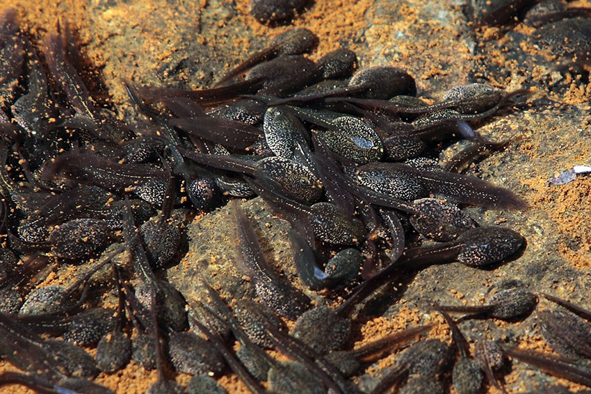 Rana dalmatina? Rana temporaria